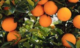 Türkiye’nin Avrupa Birliği ülkelerine  yaş meyve-sebze ihracatı ve karşılaşılan engeller: Turunçgil Meyveler Örneği
