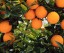 Türkiye’nin Avrupa Birliği ülkelerine  yaş meyve-sebze ihracatı ve karşılaşılan engeller: Turunçgil Meyveler Örneği